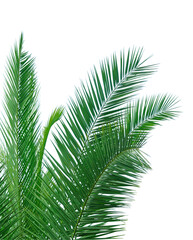 Feuilles de palmier	