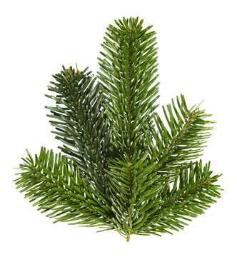 Branche de sapin de No&euml;l Nordmann	