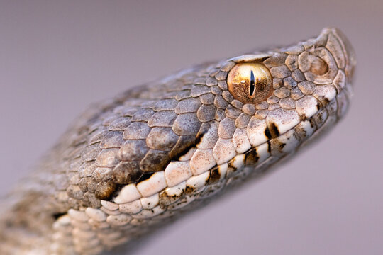 Attentive Iberian vipers snake in nature