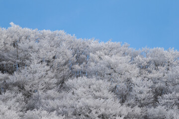 青空と霧氷