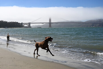 Dogs on the beach near the Golden Gate Bridge in San Francisco