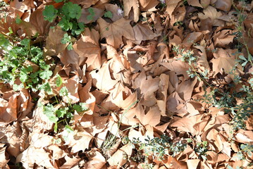 Dry leaves on the ground on an autumn day, Escucha Teruel, Spain