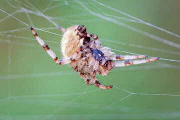 Araneus spider weaves a web. Close-up. Macro photography.