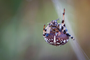 Araneus spider weaves a web. Close-up. Macro photography.