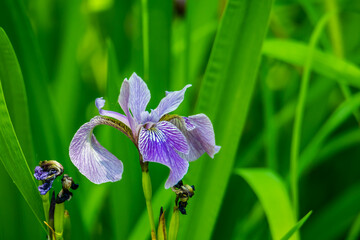 Iris sauvage photographiée en forêt.