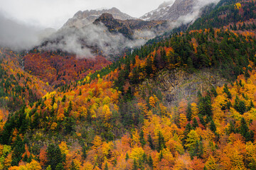 Fog over colorful autumn forest in Spain