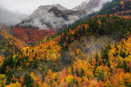Fog over colorful autumn forest in Spain