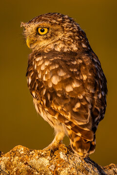 Little owl resting on rock