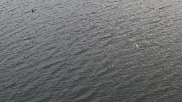 Aerial Tracking shot of White-beaked Dolphins swimming and diving in Fjord of Iceland at cloudy day