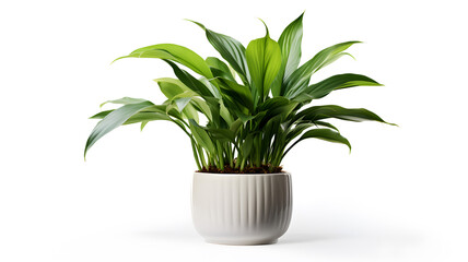 Aspidistra, also known as the Cast-iron Plant or Bar room plant, featuring green leaves in a white pot.
