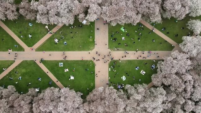 Rising top down shot of many students in garden with cherry trees at University of Washington , The Quad, Seattle