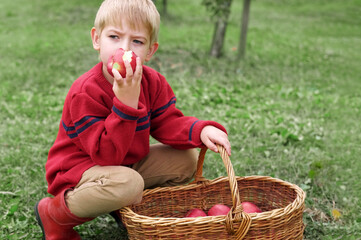 Young Child in the Apple Orchard before Harvesting. Small Toddler Boy Eating a Big Red Apple in the Fruit Garden at Fall Harvest. Basket of Apples on a Foreground. Autumn Cloudy Day, Soft Shadow.