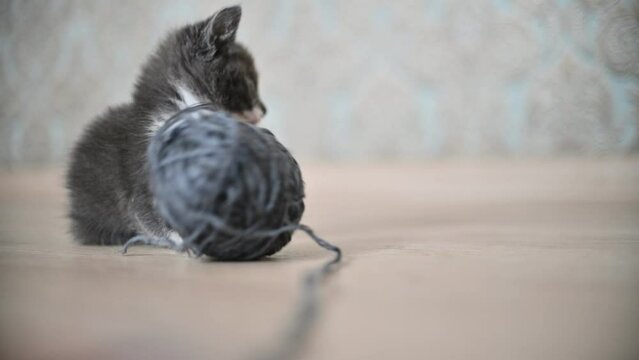 small fluffy gray cat plays with a ball of thread. pets for advertising