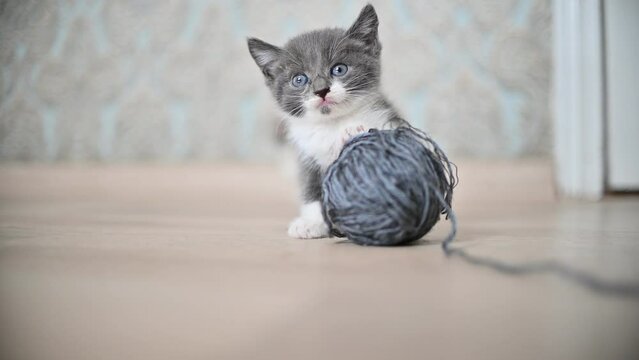 a small gray cat holds on to a ball of thread and looks to the sides. pets for advertising