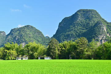 Scenery of Karst Mountains and Green Rice Fields at Mingshi Pastoral in Daxin County, China