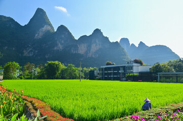 Rice Fields and Karst Mountains of Mingshi Pastoral at Daxin County in Guangxi, China