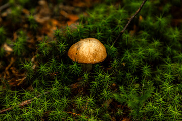 Jellied Bolete Mushroom growing out of the moss on the forest floor