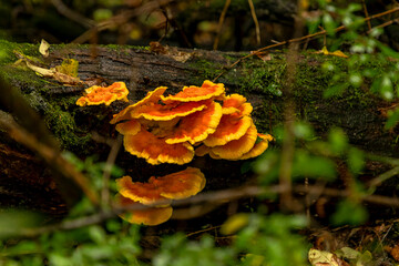 Beautiful Chicken of the Woods Mushroom grows on a dead log in the woods