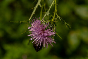 Rain drops on a Field Thistle Flower in the Delaware River National Recreations Area