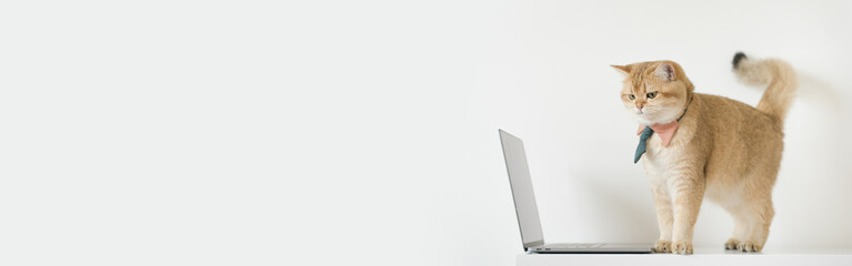 web banner business concept with gold brittish cat costume with necktie and use laptop