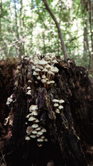 tree in the woods