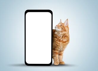 Funny cat with a big smartphone with blank screen