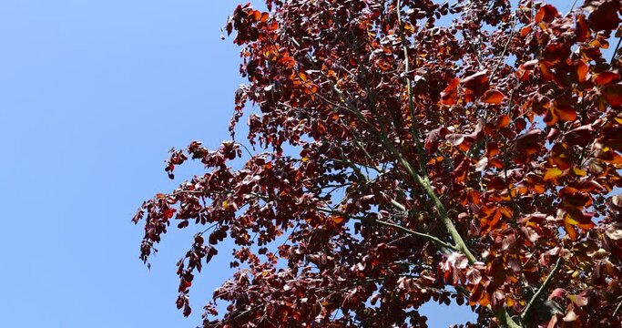 a red beech tree in the spring season, a beautiful red beech tree against the blue sky in spring