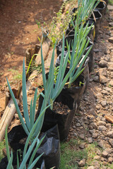 Fototapeta premium Scallions are planted in polybags and grow well