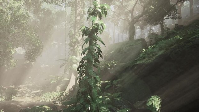 inside a rainforest covered in bright green moss