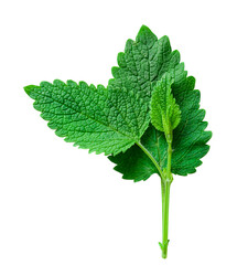 Young lemon balm melissa leaves close up on a transparent background PNG - obrazy, fototapety, plakaty