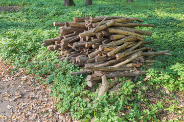 A pile of sawn dry trees and branches in a park or forest. Dry twigs pile ready for campfire,...