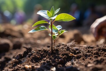 Tree sapling being planted to symbolize hope for the environment, Generative AI