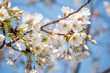 晴れた空と白い桜の花。春の美しい風景。