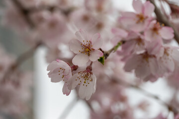春の風景。公園に咲いてるしだれ桜のクローズアップ。
