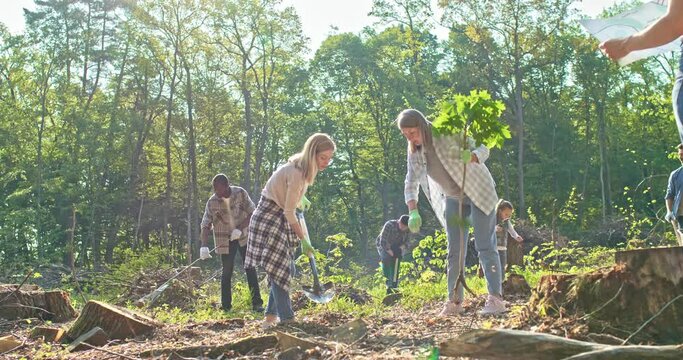 Side-view of charming middle-aged Caucasian woman holding and planting trees with beautiful young woman digging with shovel. Team of volunteers doing reforestation work in forest.