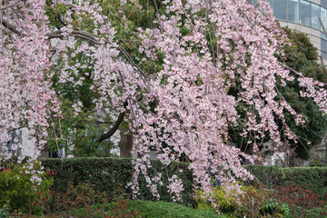 春の風景。公園に咲いてるしだれ桜。