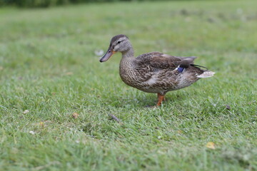 duck on the grass