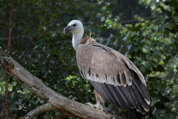 The Eurasian griffon vulture (Gyps fulvus) is a bird of prey that belongs to the Accipitridae family.