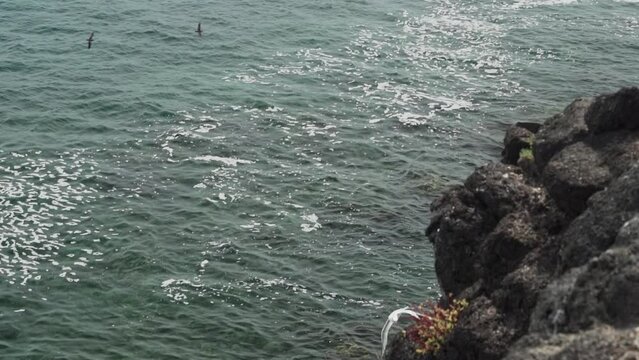 red billed tropicbird, Phaethon aethereus, flying along the cliffs of the rugged coastline at Espanola island in the archipelago of Galapagos islands, Ecuador.
