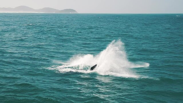 The southern right whales breach, Eubalaena australis. Mother and calf of the Right Whales swim near Brazilian shore near the town of Imbituba. the calf breaches and falls with splash