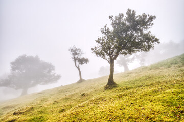 Majestic Trees Hidden under Fog in the Fanal Forest, Madeira