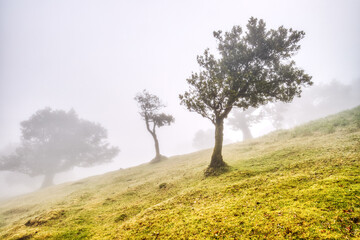 Obraz na płótnie Canvas Majestic Trees Hidden under Fog in the Fanal Forest, Madeira