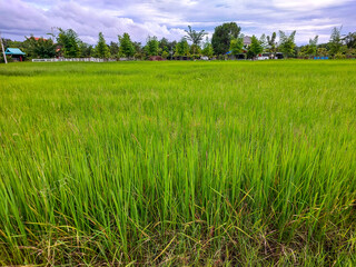 rice field