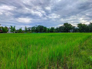 rice field