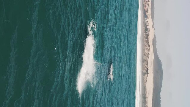 The southern right whales breach, Eubalaena australis. Mother and calf of the Right Whales swim near Brazilian shore near the town of Imbituba. The calf breaches and falls with splash