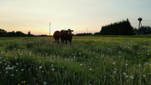 Stud Beef bulls and cows grazing on grass in a field with beautiful sunset colors. Dairy farm. Cattle on green field. Cow farm. Aerial photography of cattle in green field. Eating hay. Estonia nature