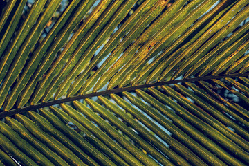 Green tropical leaf of palm