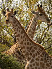 Crossed Giraffes