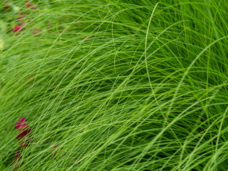 Background image of green grass.