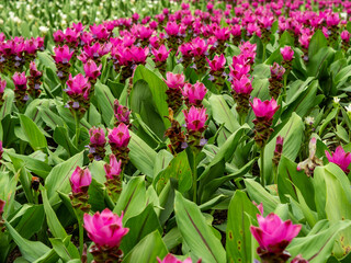 Fototapeta premium Beautiful flowers in the garden close up.